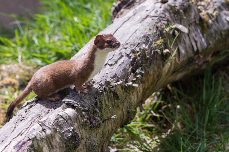 A stoat is stoatally different, a farming crossroads and the tale of Gold Hill