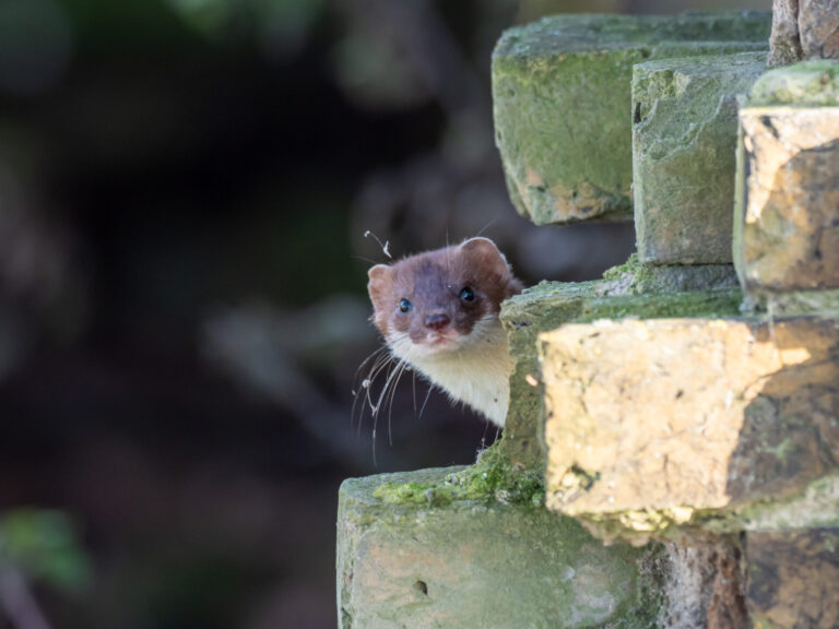 A weasel is weasily identifiable, whereas a stoat is stoatally different