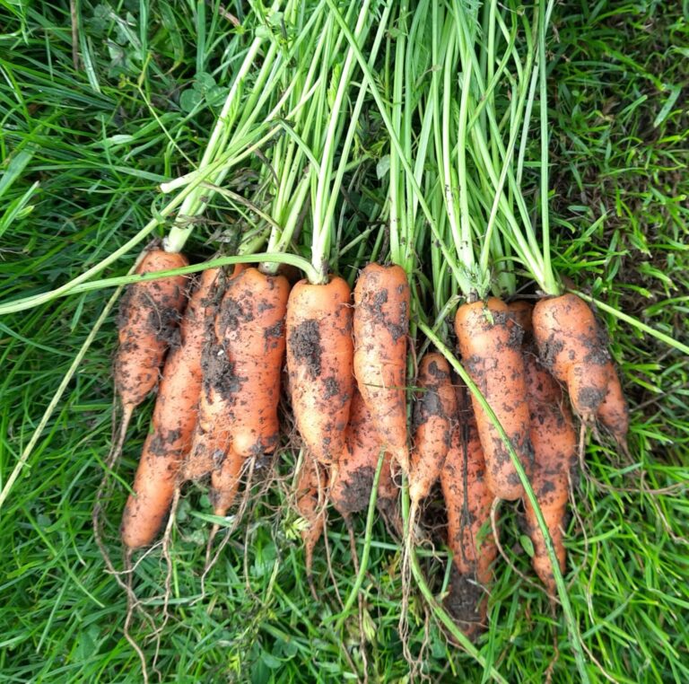 We’ve never had it so good! | The Voice of the Allotment