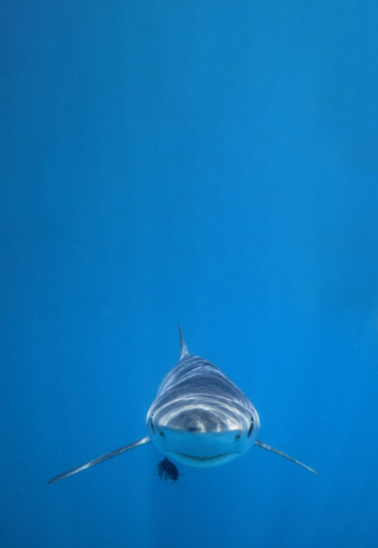 Blues for the blue shark