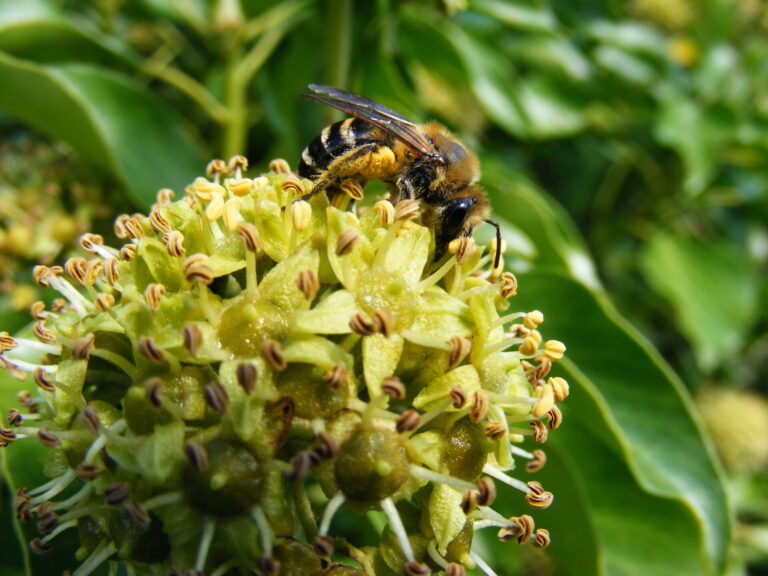 Uninvited, untamed and under our noses!