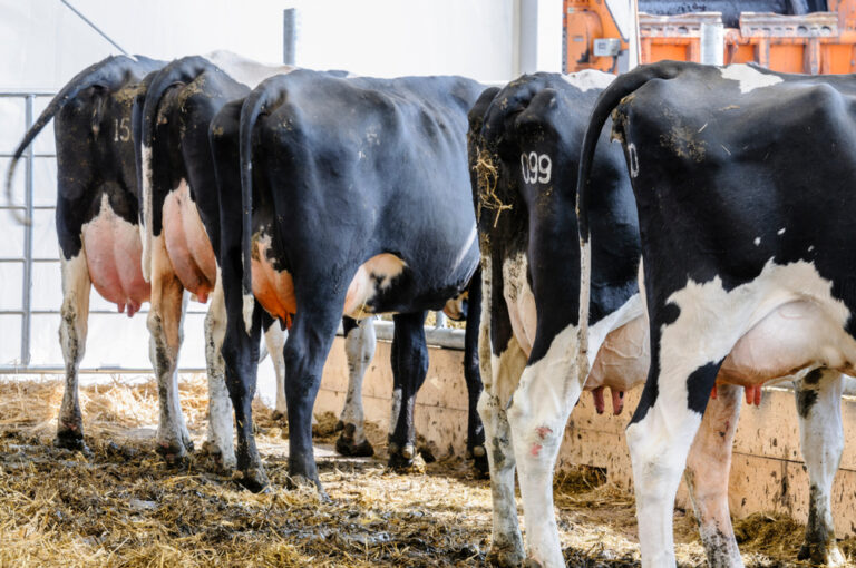 Dairy farm businesses under threat, according to NFU survey