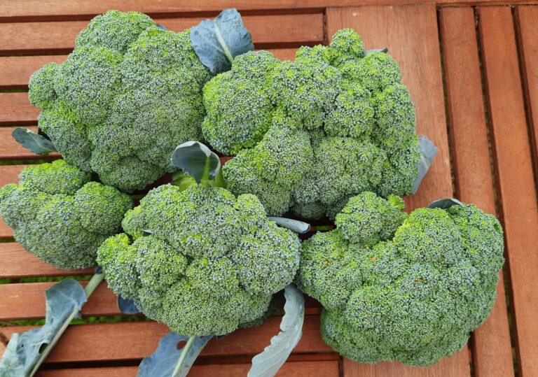 Feeling the season turn | The Voice of the Allotment