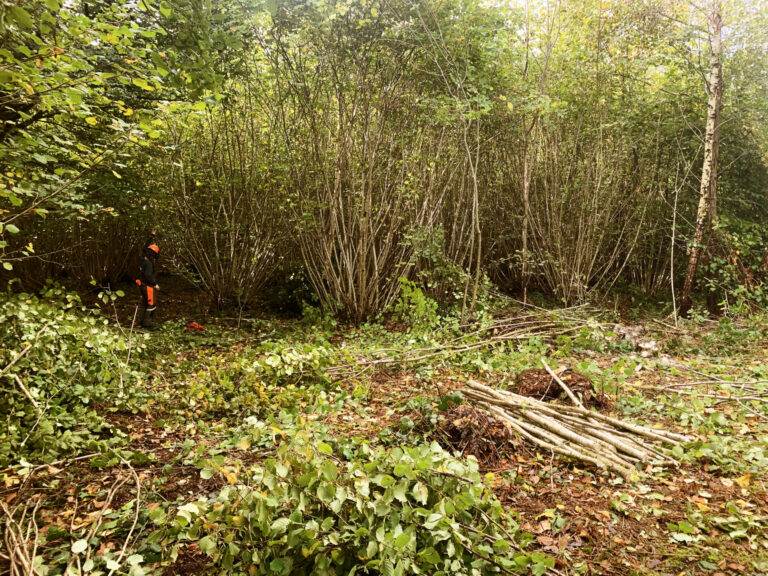 North Dorset’s ancient woodlands