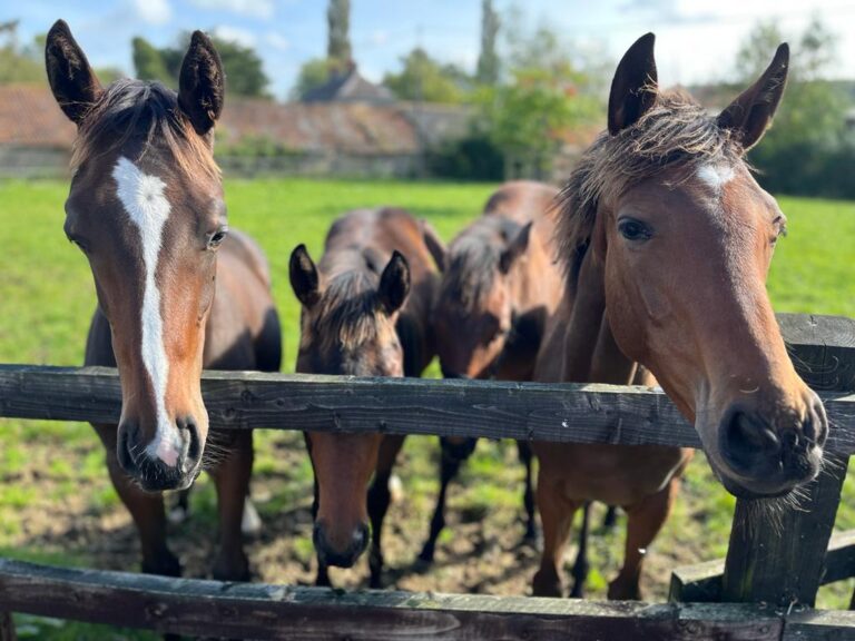 A foal named Lettuce