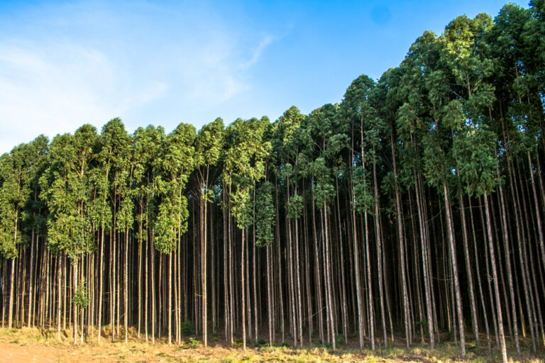 The Surge in Tree Planting: Potential Benefits and Risks for the Planet
