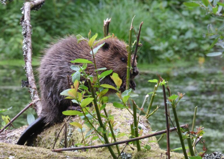 New beaver kits!