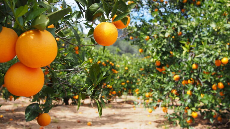 The case of the Spanish oranges | Farm Tales