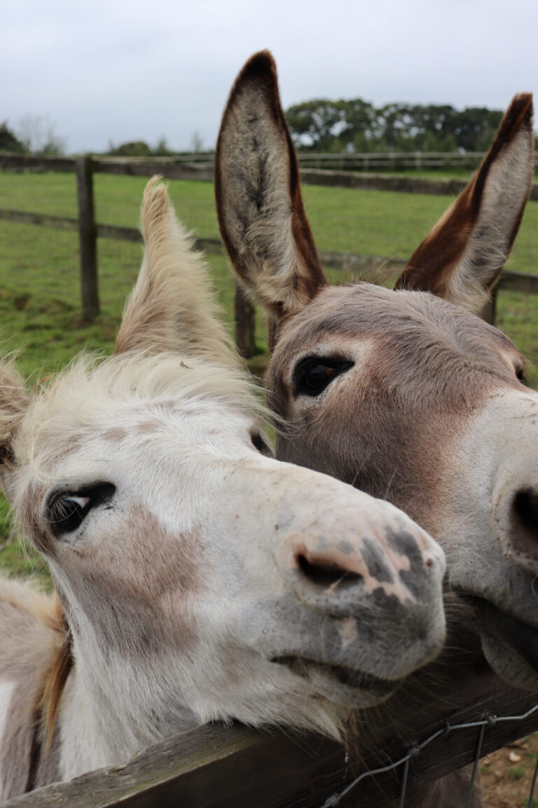 Donkeys: charming mischief