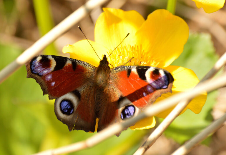 Garden Jobs for May