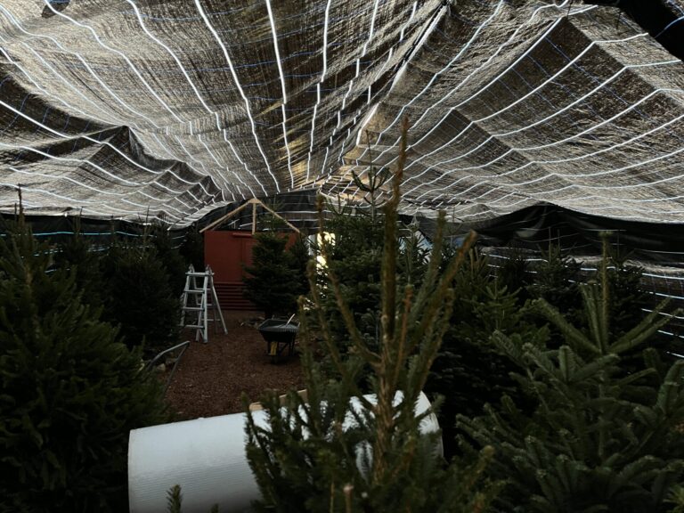 A hub of Christmas fun!