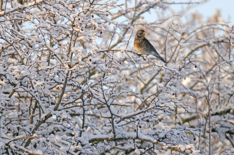 The winter work has just begun
