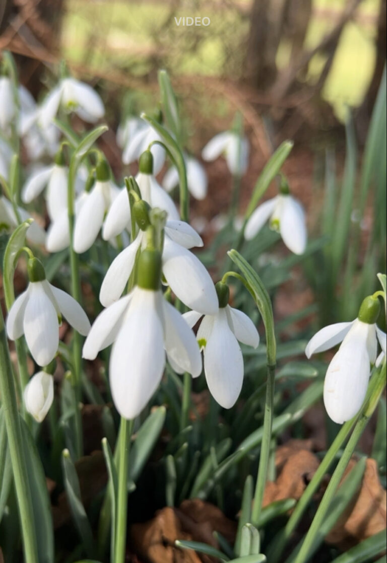 Embracing winter blooms