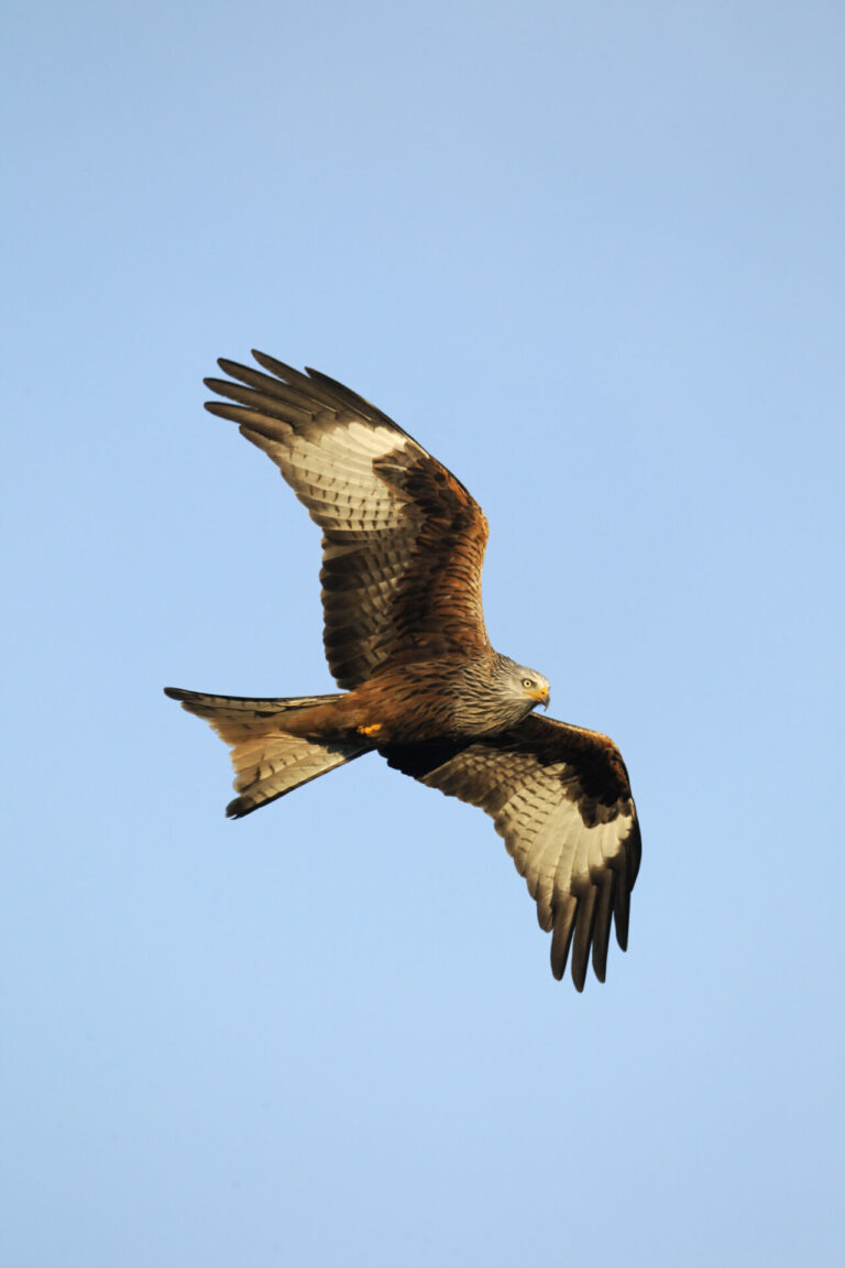 Dorset’s Sky Dancers