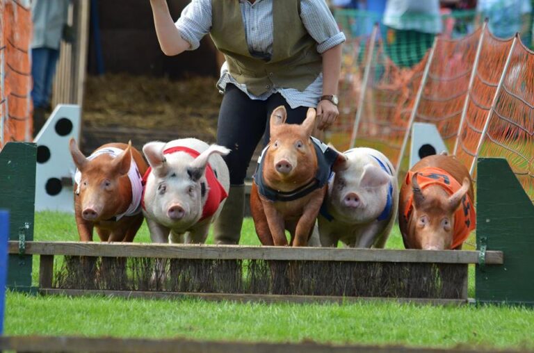 Gillingham & Shaftesbury Spring Countryside Show