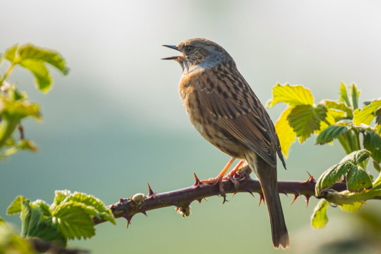 Join the Birdwatch: is your garden bird-friendly?