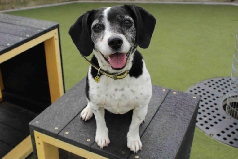 ‘Discovery Day’ at Dogs Trust Salisbury