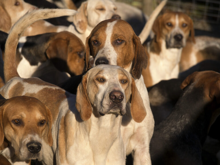 Four Convicted Following North Dorset Hunting Incident
