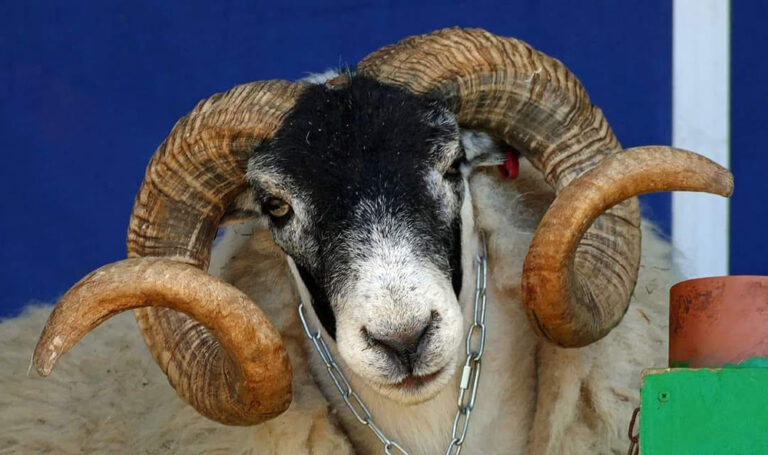 The Sheep Show