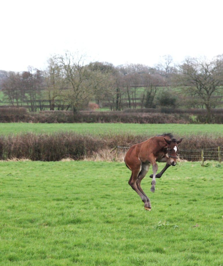Braced for foaling season