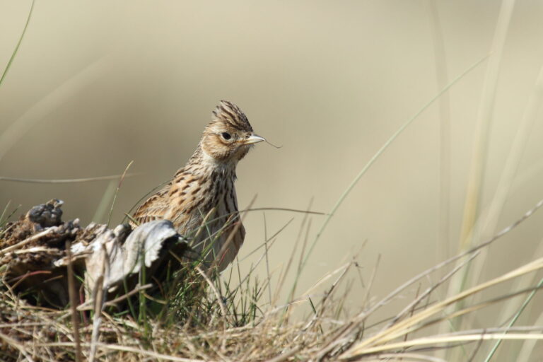 Skylarks of Fontmell Down