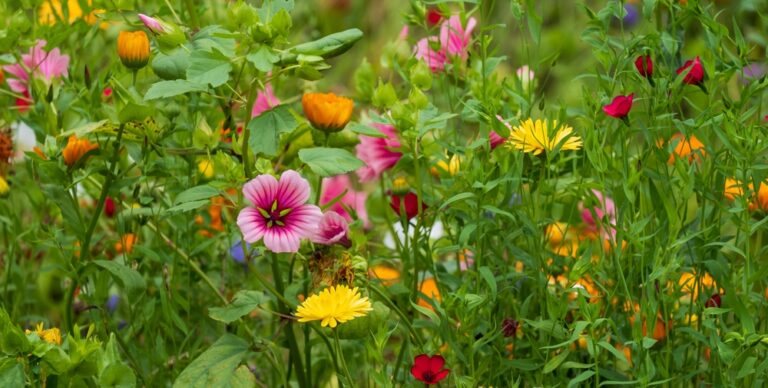 Get your seeds on