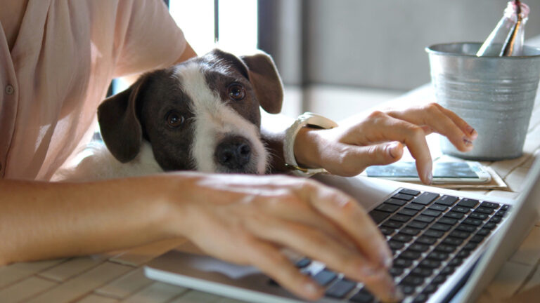 Working From Home In The Blackmore Vale: Technology For A Smoother Daily Routine