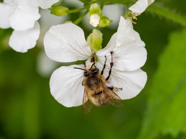 Meet the Hairy-Footed Flower Bee
