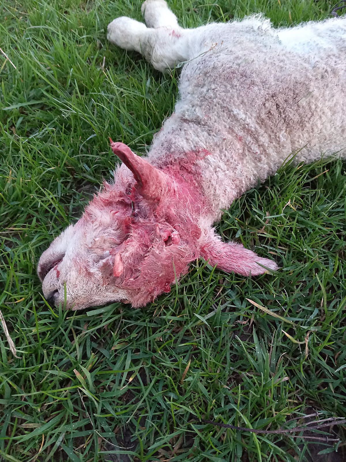 lamb killed by sheep worrying in Dorset