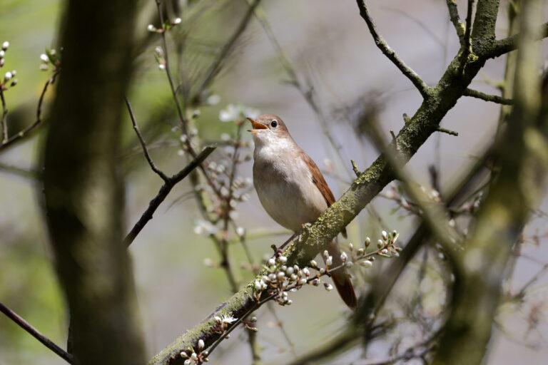 The nightingale sang… on vanishing scrub