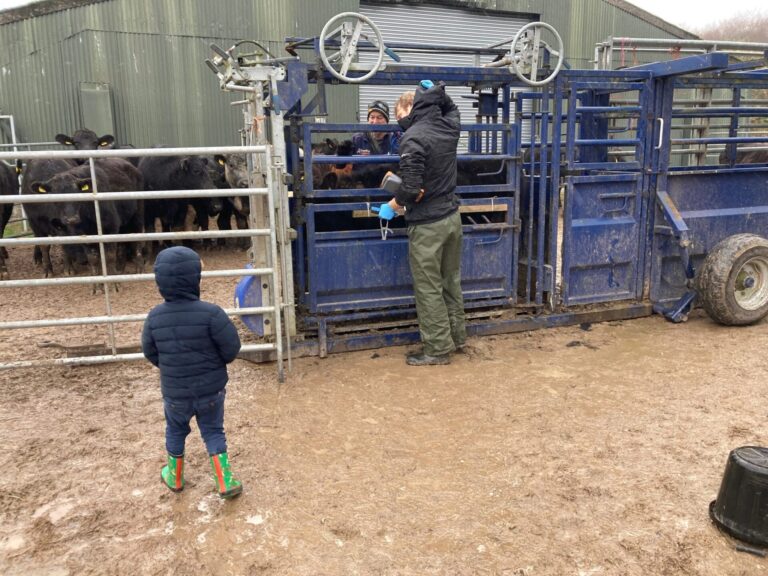 Badgers and TB:farm frustration