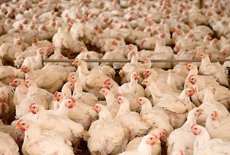 Fowl play or cluckonomics?