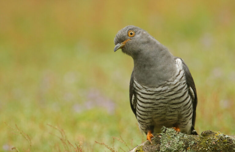 Where have all the cuckoos gone?