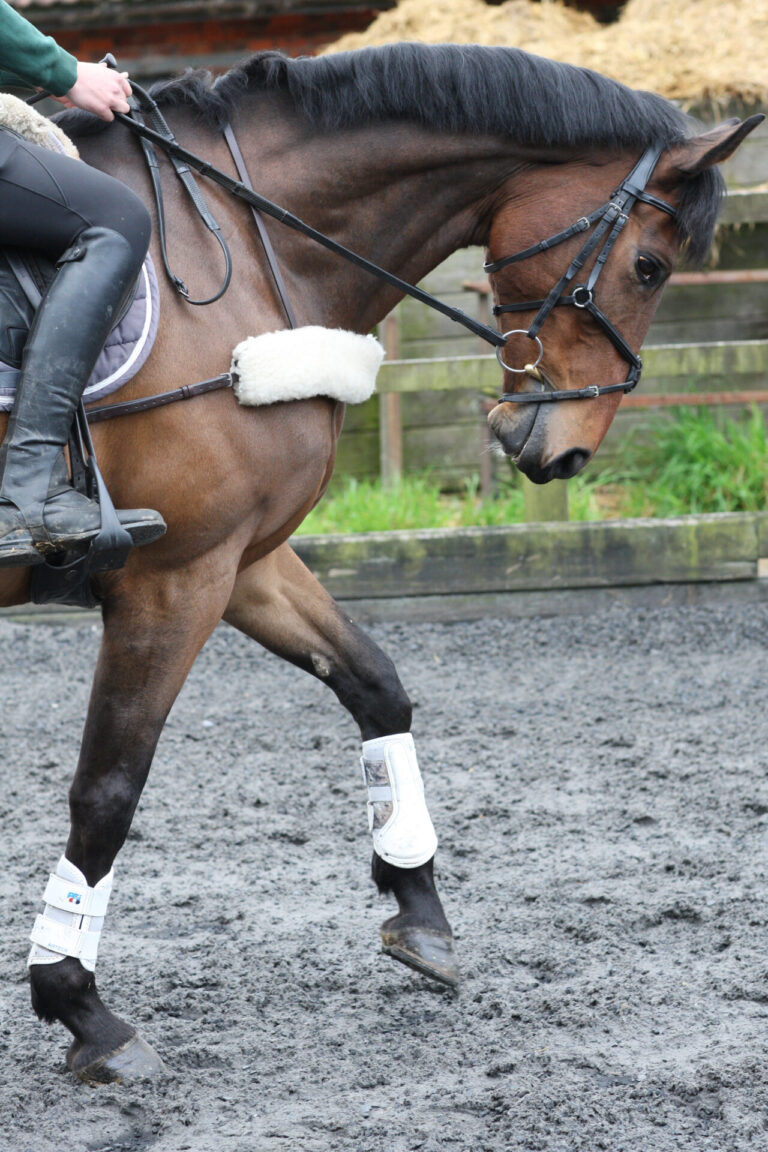 From dissertation to dressage