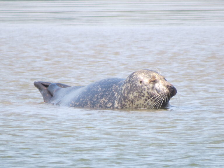 Seals – what to do if you spot one