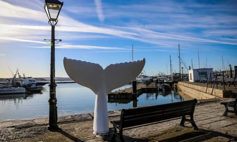 Artists wanted: design for The Great Tail Trail 2025