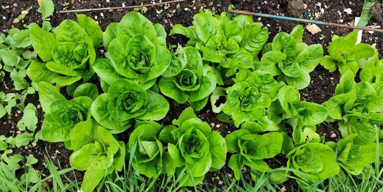 The May diary | The Voice of the Allotment