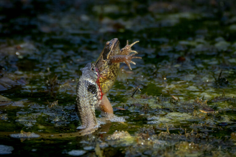 Sir David congratulates images of school’s snake v frog drama
