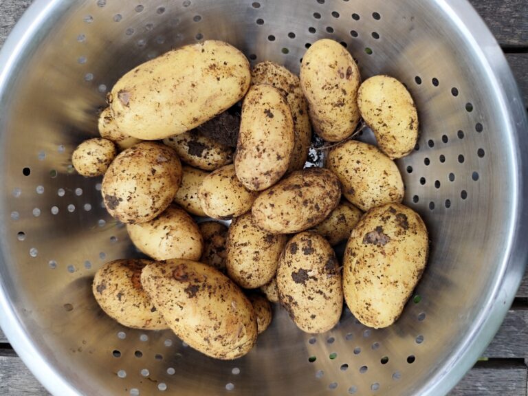 The Voice of the Allotment: The June diary: