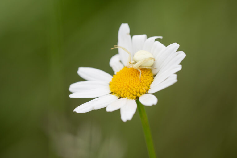 Your garden’s hidden ambush artists