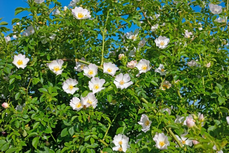 Essential tips and tricks to nurture your garden this July