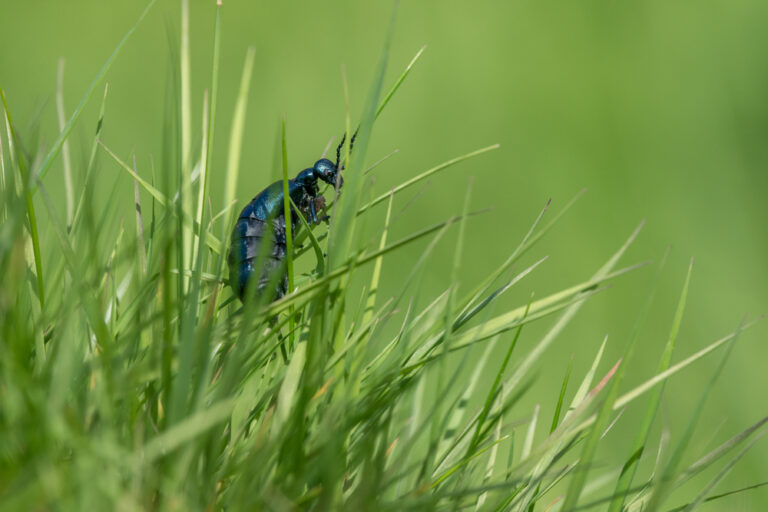 The fascinating lives of oil beetles