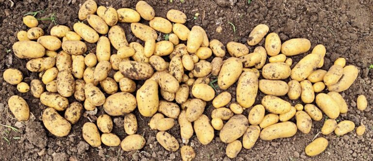 The July diary | The Voice of the Allotment