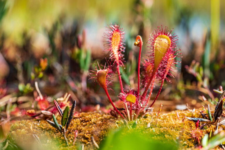 Dorset’s little carnivores