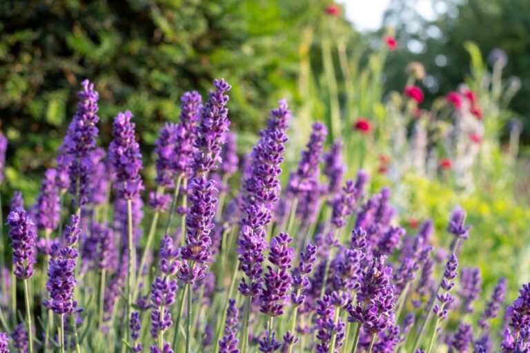 Essential jobs to nurture your garden this August