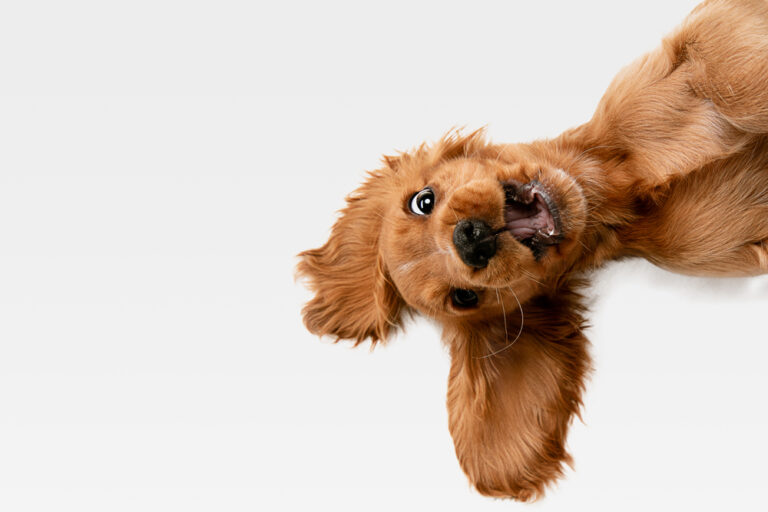 Get a pet, they said … it’ll be fun …
