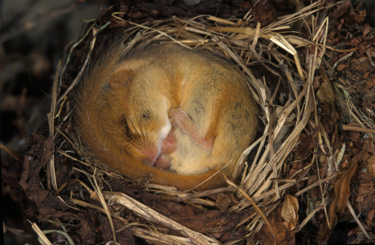 Vanishing Wildlife – Dorset declares a Nature Emergency