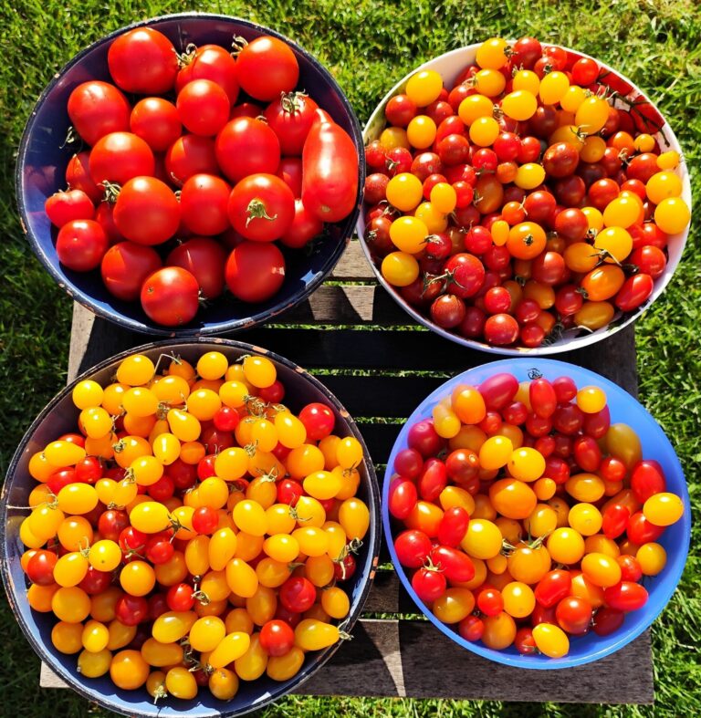 The August diary : The Voice of the Allotment