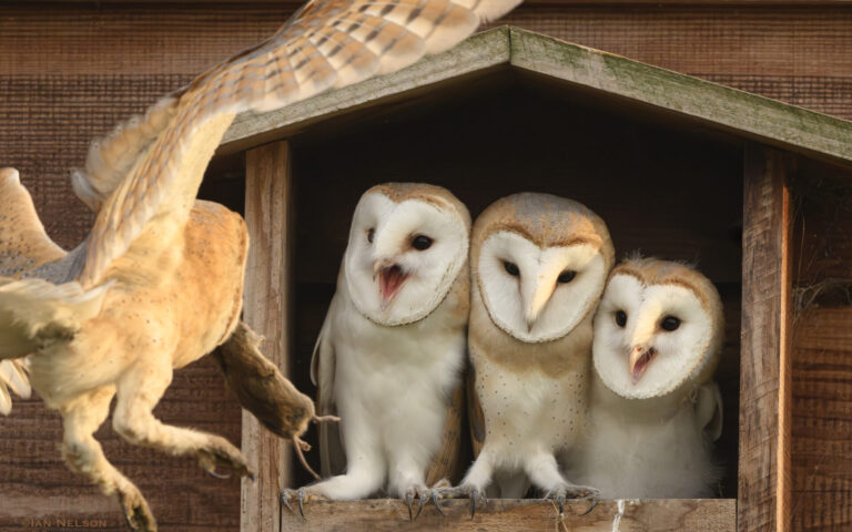 Baby Barn Owl’s