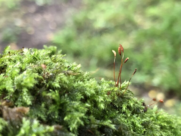 Brilliant bryophytes